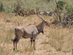 Bologonja_Seronera2009-41